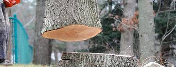 Tree and Shrub Care in La Croft, OH