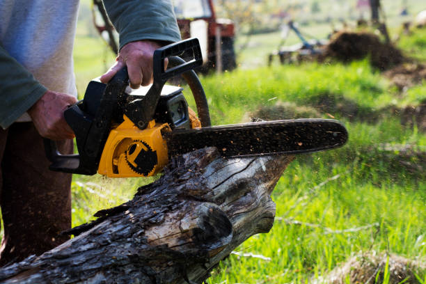 Best Lawn Disease Treatment  in La Croft, OH