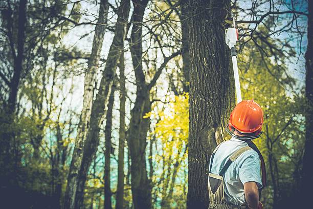 Best Fruit Tree Pruning  in La Croft, OH