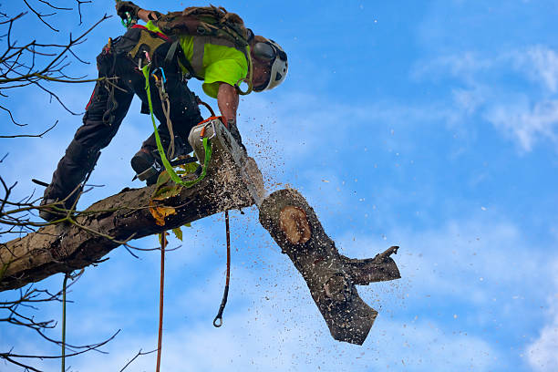 Best Emergency Tree Removal  in La Croft, OH